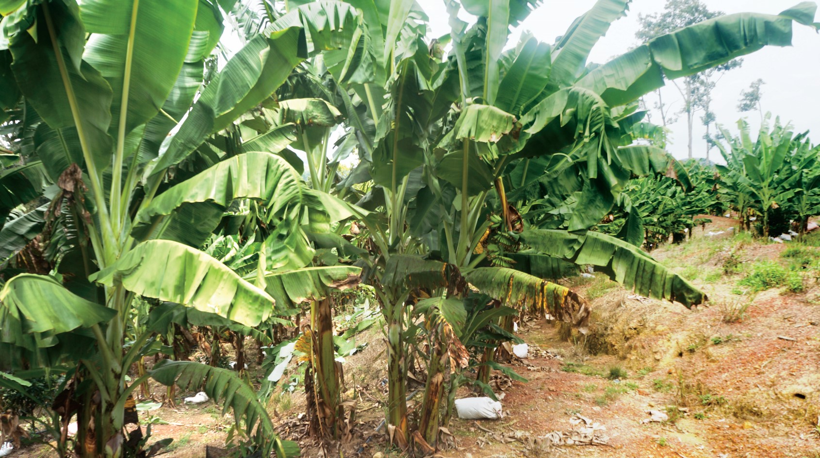How Jalgaon, “Banana City of India,” Became 7th Biggest Banana Producer ...