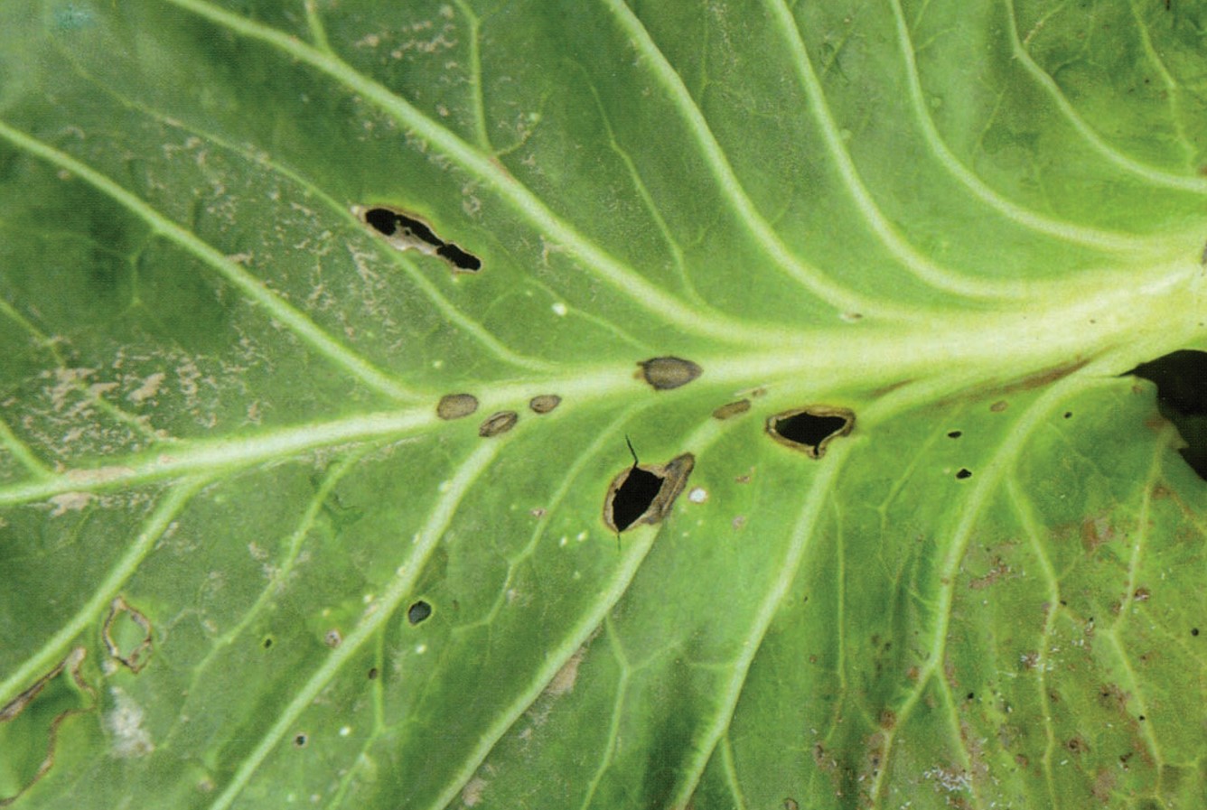 黄瓜绿斑花叶病-绿色食品蔬菜病虫害防治-图片