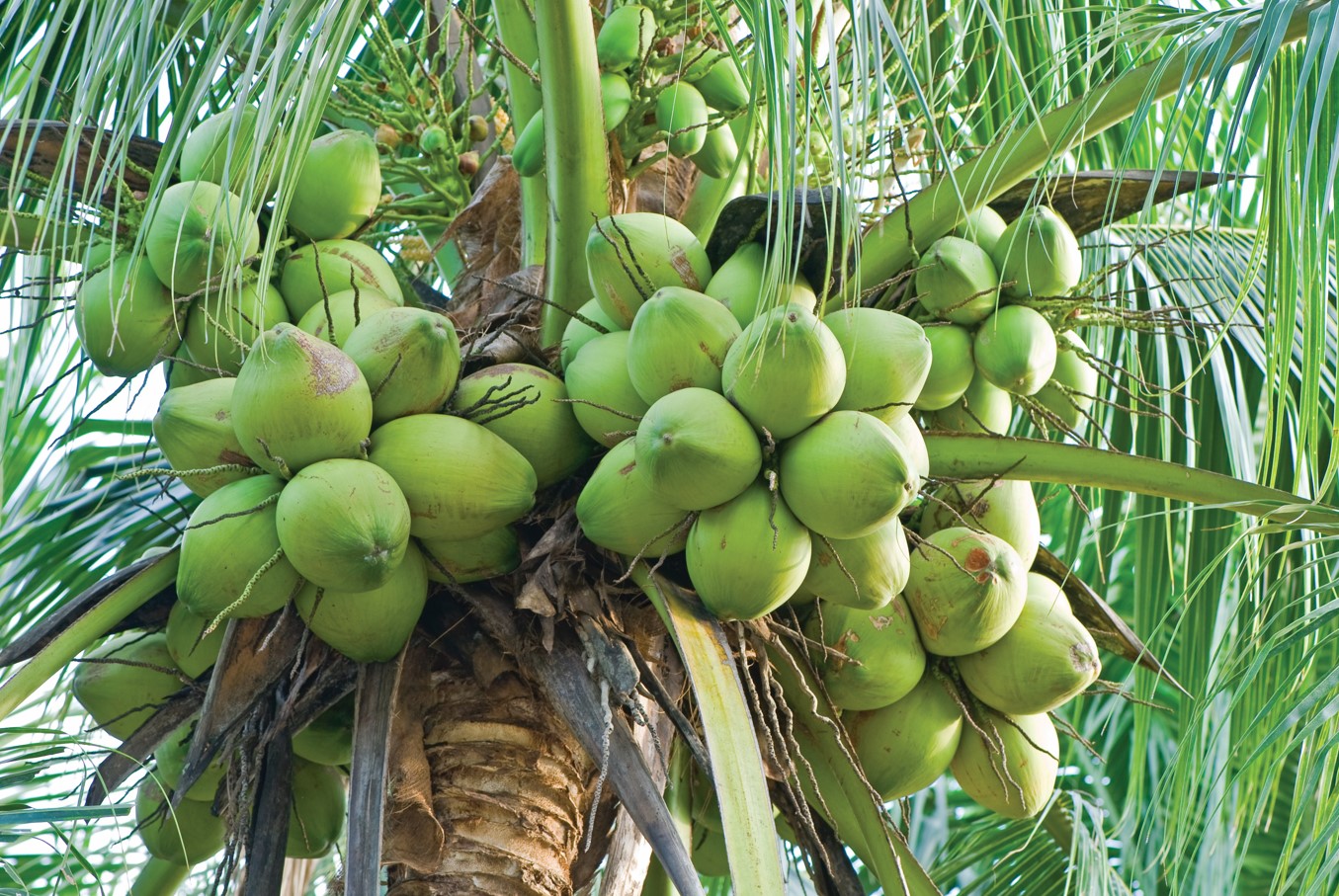 椰子树 - 快懂百科