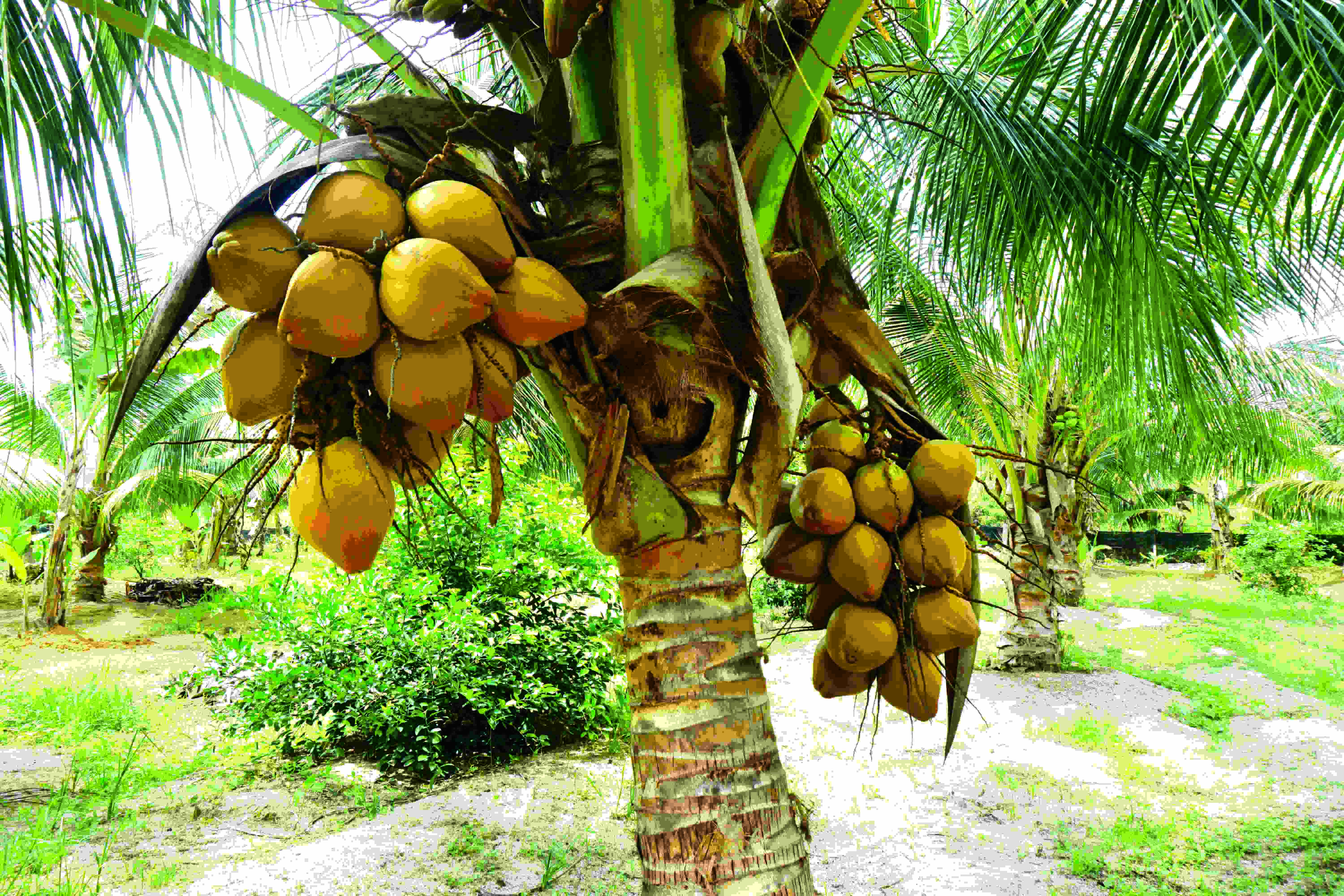 椰子 水果 可可 - Pixabay上的免费照片 - Pixabay