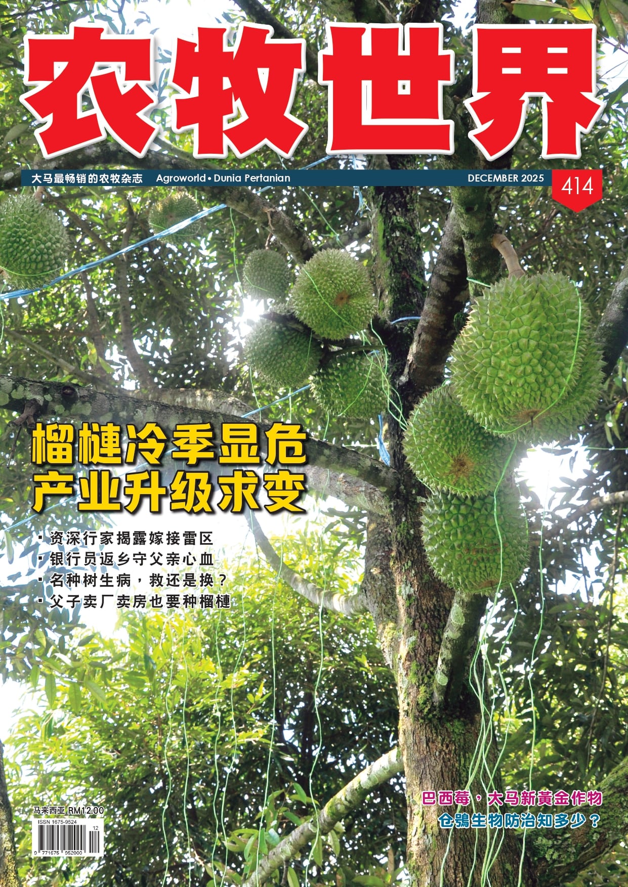 榴槤冷季显危  产业升级求变 (414) - 农牧世界