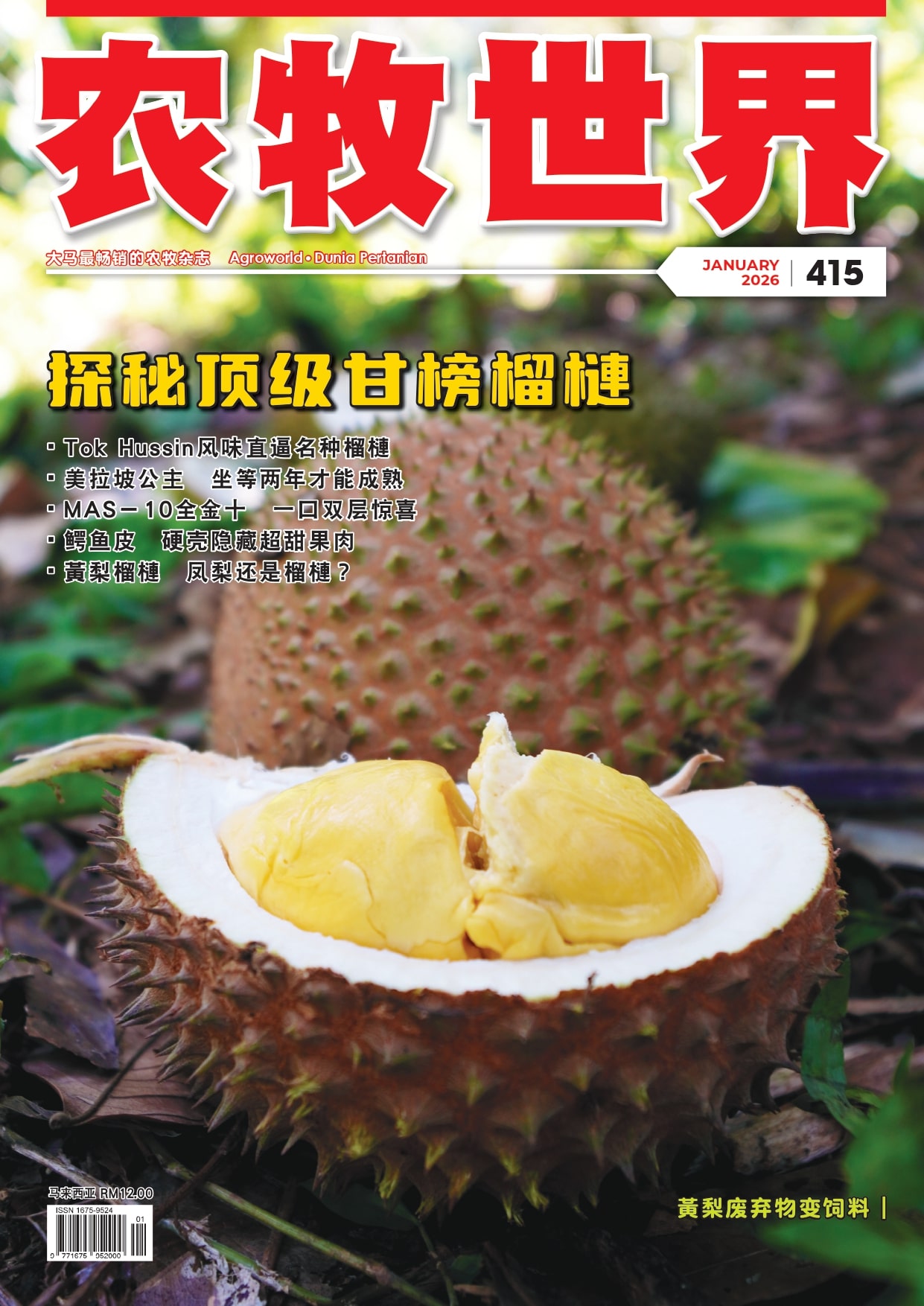 探秘顶级甘榜榴槤(415) - 农牧世界