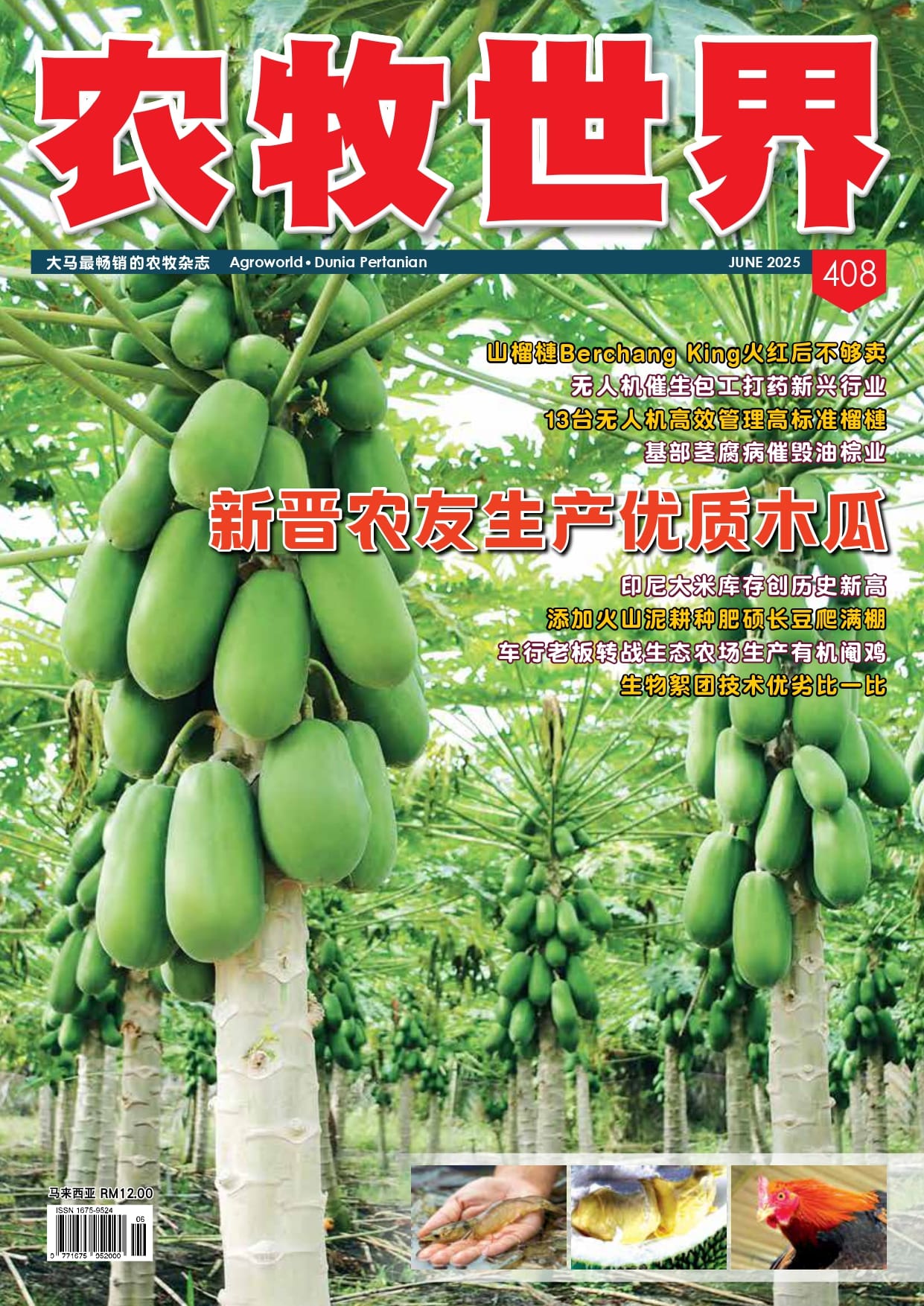 新晋农友生产优质木瓜 (408) - 农牧世界