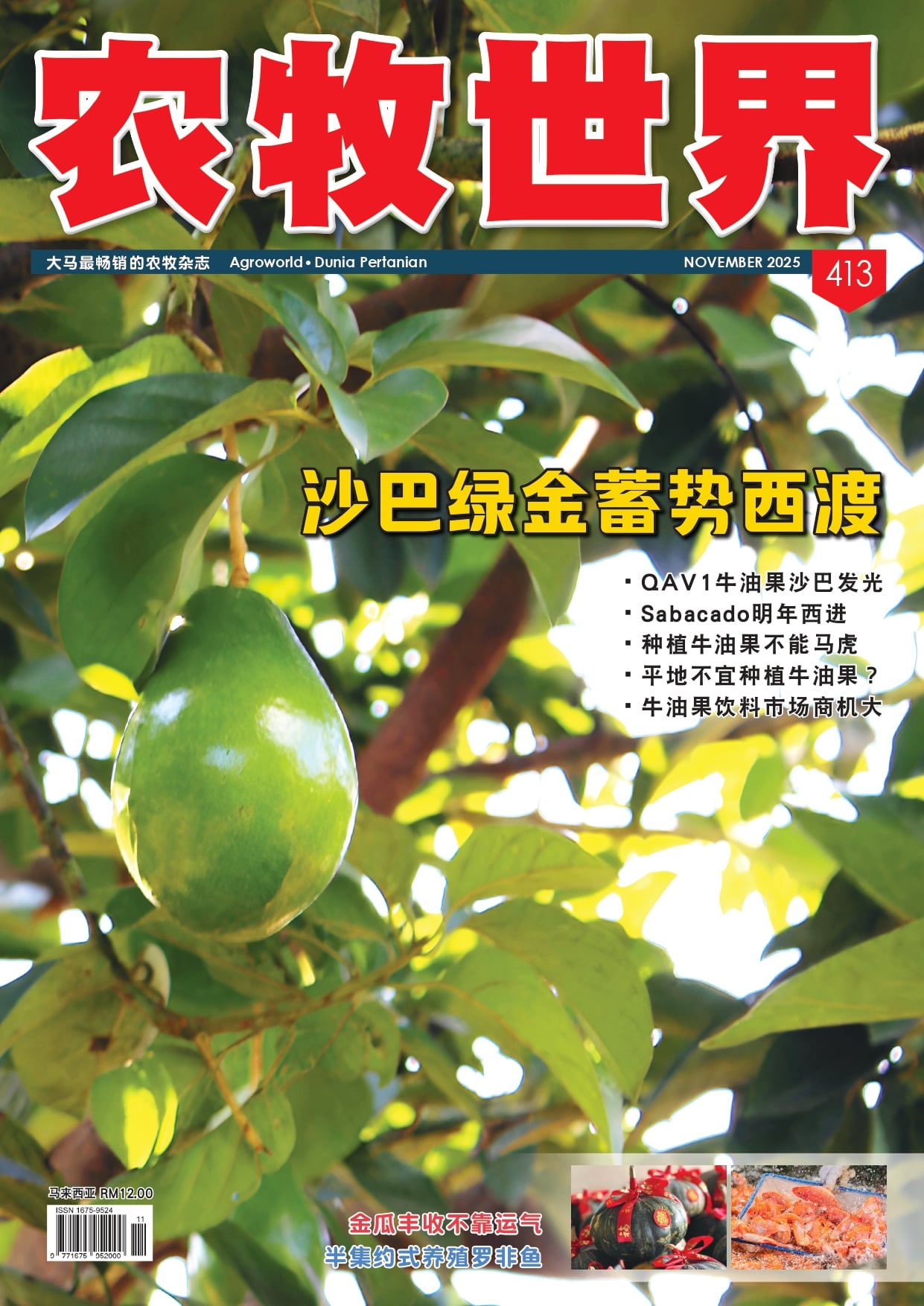 沙巴绿金蓄势西渡 (413) - 农牧世界