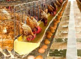 文章：产量鸡 - 农牧世界