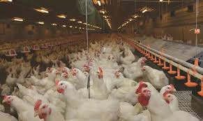 文章：中国养鸡场 - 农牧世界