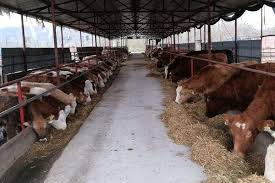 文章：肉牛养殖成本 - 农牧世界
