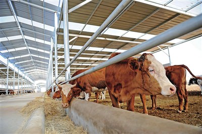 奶牛养殖：养牛场 - 农牧世界