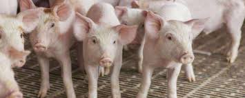 猪：关于动物农场的文章 - 农牧世界