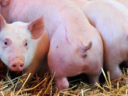 养猪业 - 非洲猪瘟 - 农牧世界