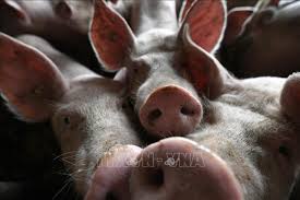 猪：非洲猪瘟 - 农牧世界