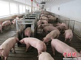 文章：养猪业 - 农牧世界