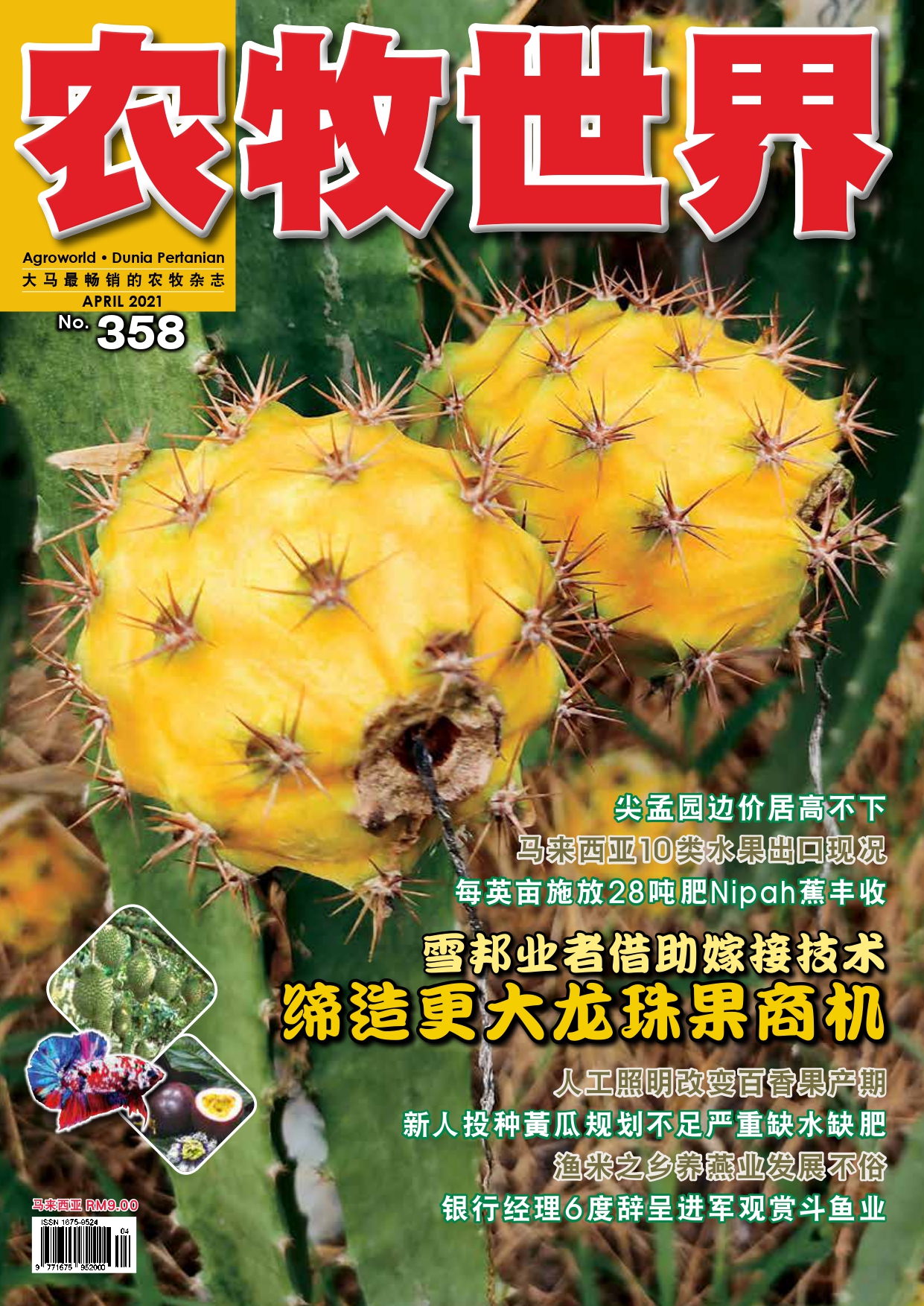 杂志：马来西亚黄龙果 - 农牧世界