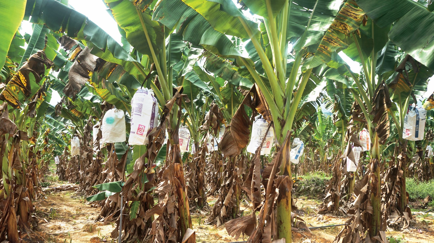 生物所科技人员赴隆林县开展西贡蕉种植技术服务工作_科研动态_广西农科院