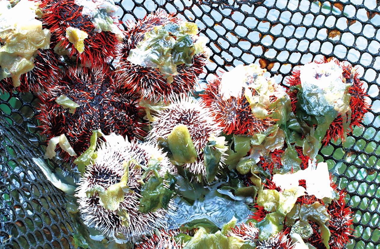 水族馆里美丽的红海胆高清摄影大图-千库网